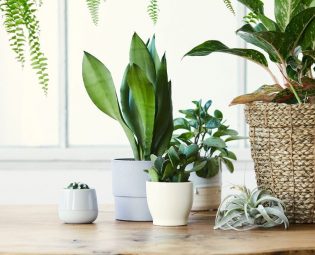 Dinamični, kreativni i jednostavni savjeti za sve ljubitelje biljaka